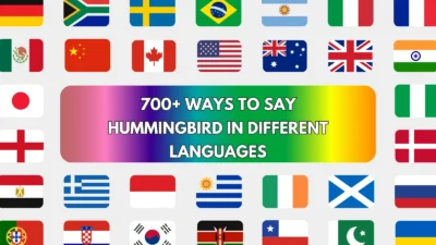 Hummingbird in Different Languages